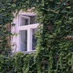 Eksperts nosauca 4 "agresīvus" augus, kurus nevajadzētu stādīt mājas tuvumā eksperts-nosauca-4-agresivus-augus-kurus-nevajadzetu-stadit-majas-tuvuma.webp.webp