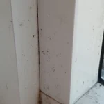 Kā trauku mazgāšanas līdzeklis var palīdzēt izvairīties no pelējuma - ekspertu padomi ka-trauku-mazgasanas-lidzeklis-var-palidzet-izvairities-no-pelejuma.webp.webp